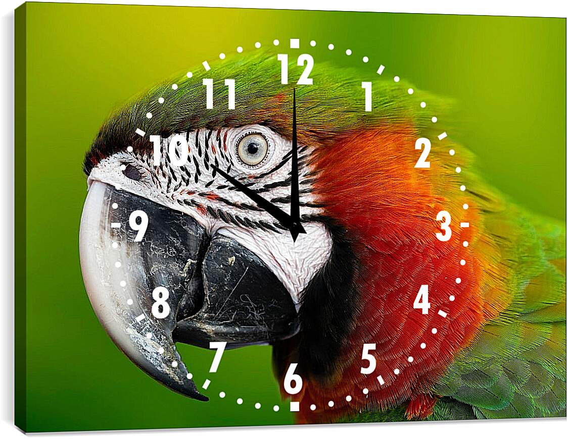 Часы картина - Голова зелёного попугая