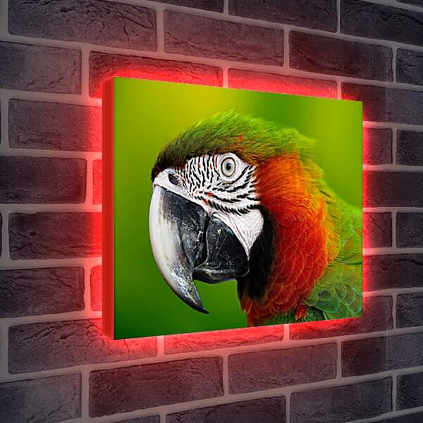 Лайтбокс световая панель - Голова зелёного попугая
