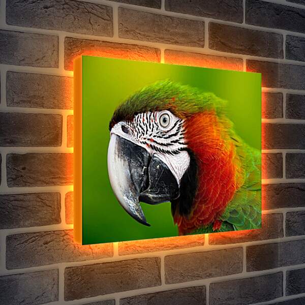 Лайтбокс световая панель - Голова зелёного попугая