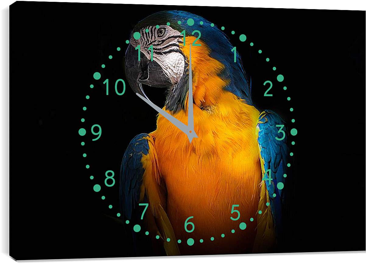 Часы картина - Попугай на чёрном фоне