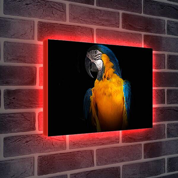 Лайтбокс световая панель - Попугай на чёрном фоне