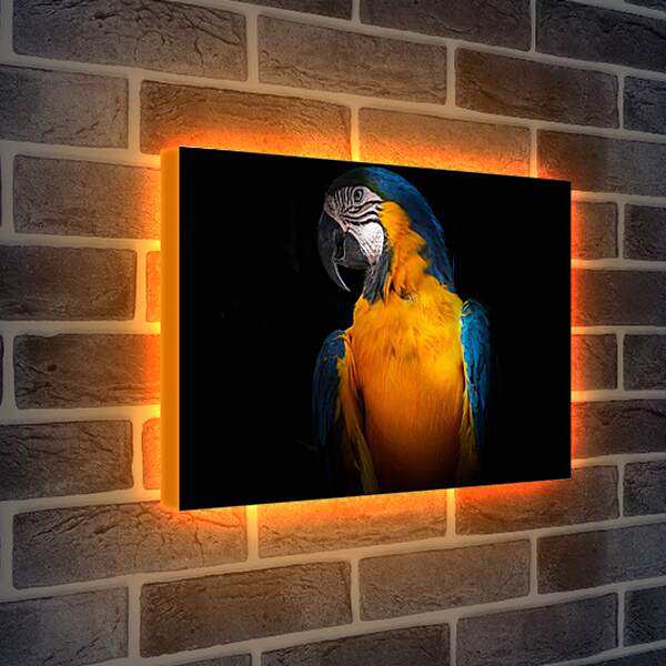 Лайтбокс световая панель - Попугай на чёрном фоне