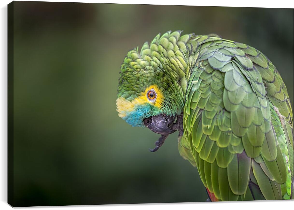 Постер и плакат - Зелёный попугай чистит лаппку