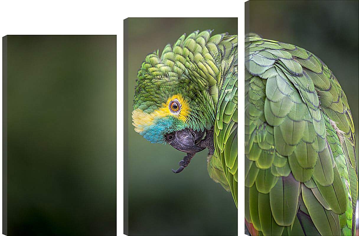 Модульная картина - Зелёный попугай чистит лаппку