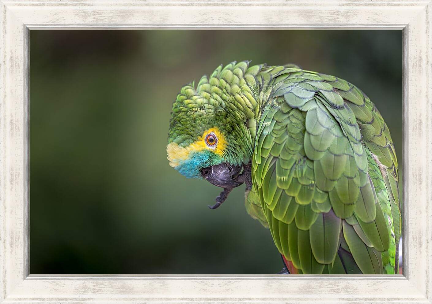 Картина в раме - Зелёный попугай чистит лаппку