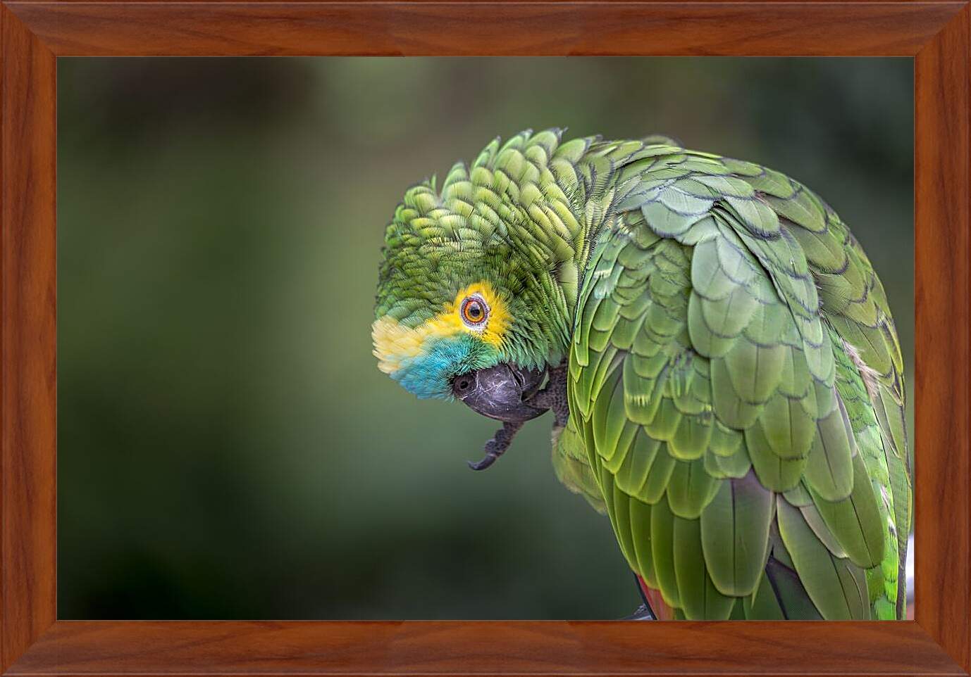 Картина в раме - Зелёный попугай чистит лаппку