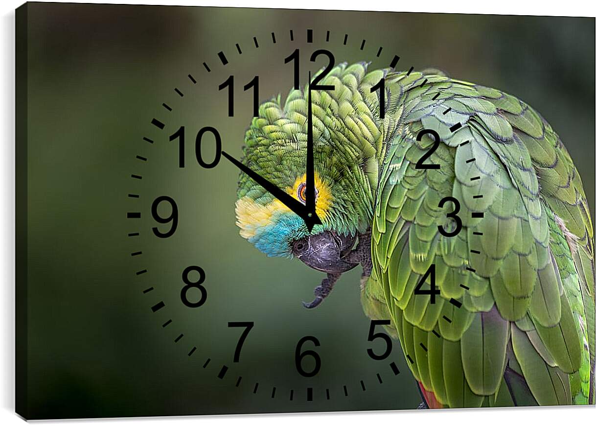 Часы картина - Зелёный попугай чистит лаппку