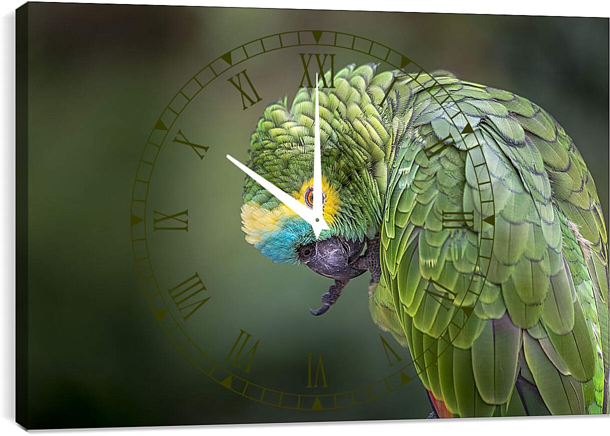 Часы картина - Зелёный попугай чистит лаппку