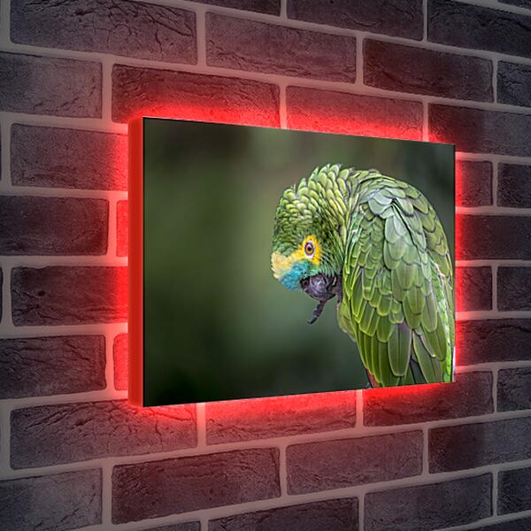 Лайтбокс световая панель - Зелёный попугай чистит лаппку
