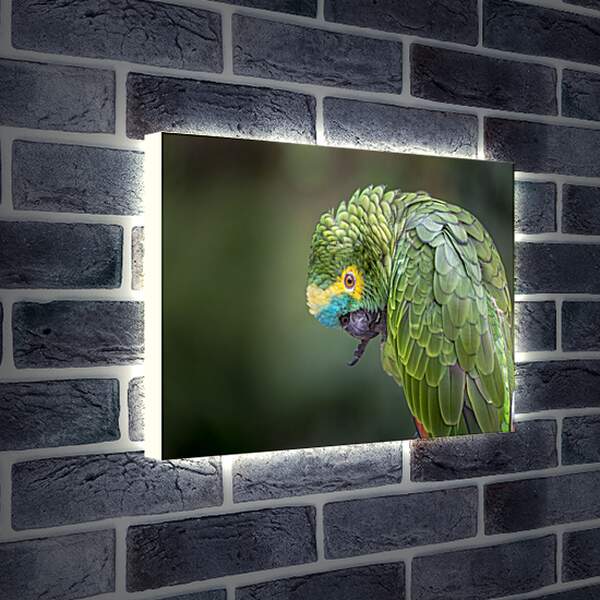 Лайтбокс световая панель - Зелёный попугай чистит лаппку