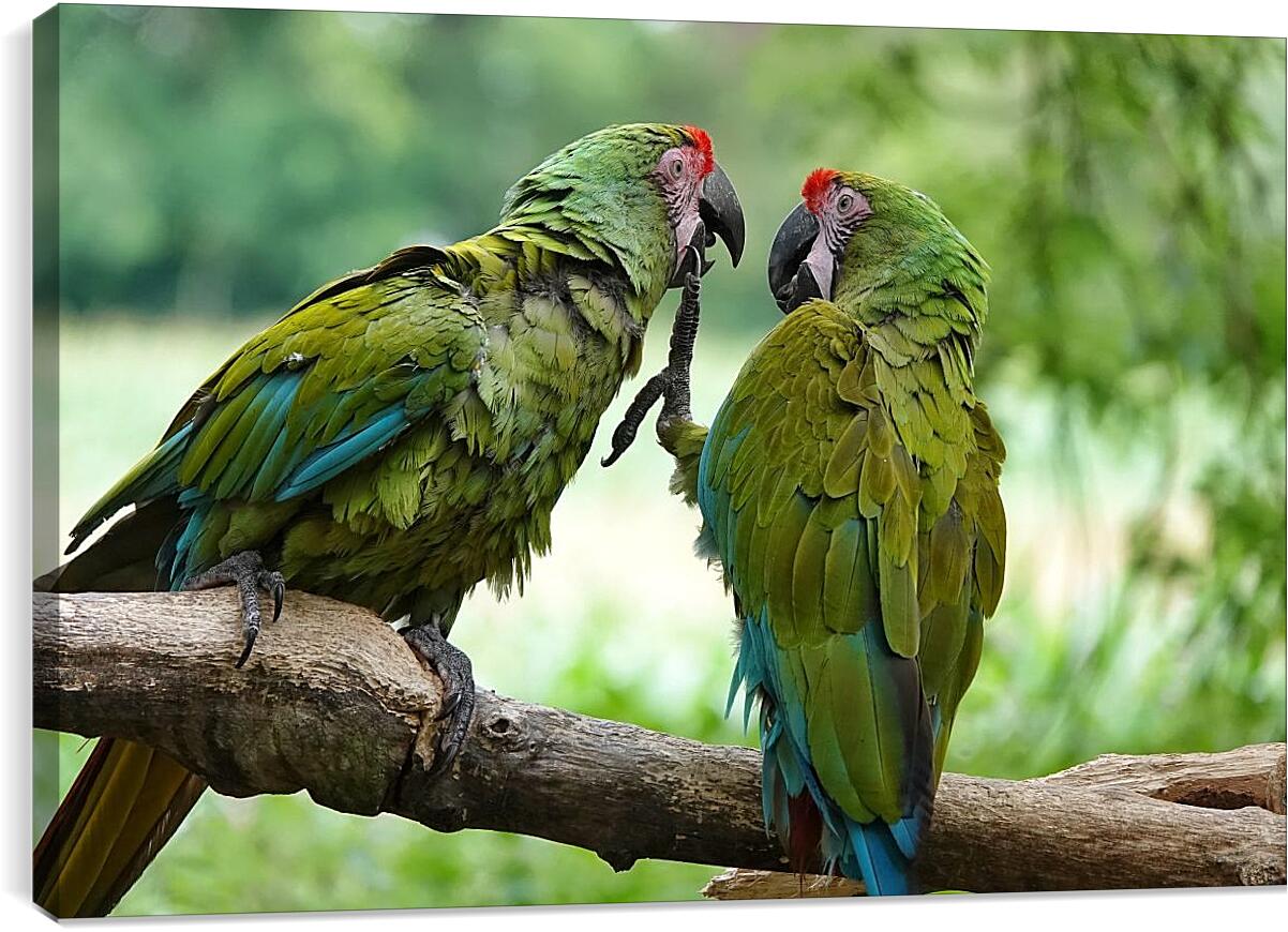 Постер и плакат - Два зелёных попугайчика