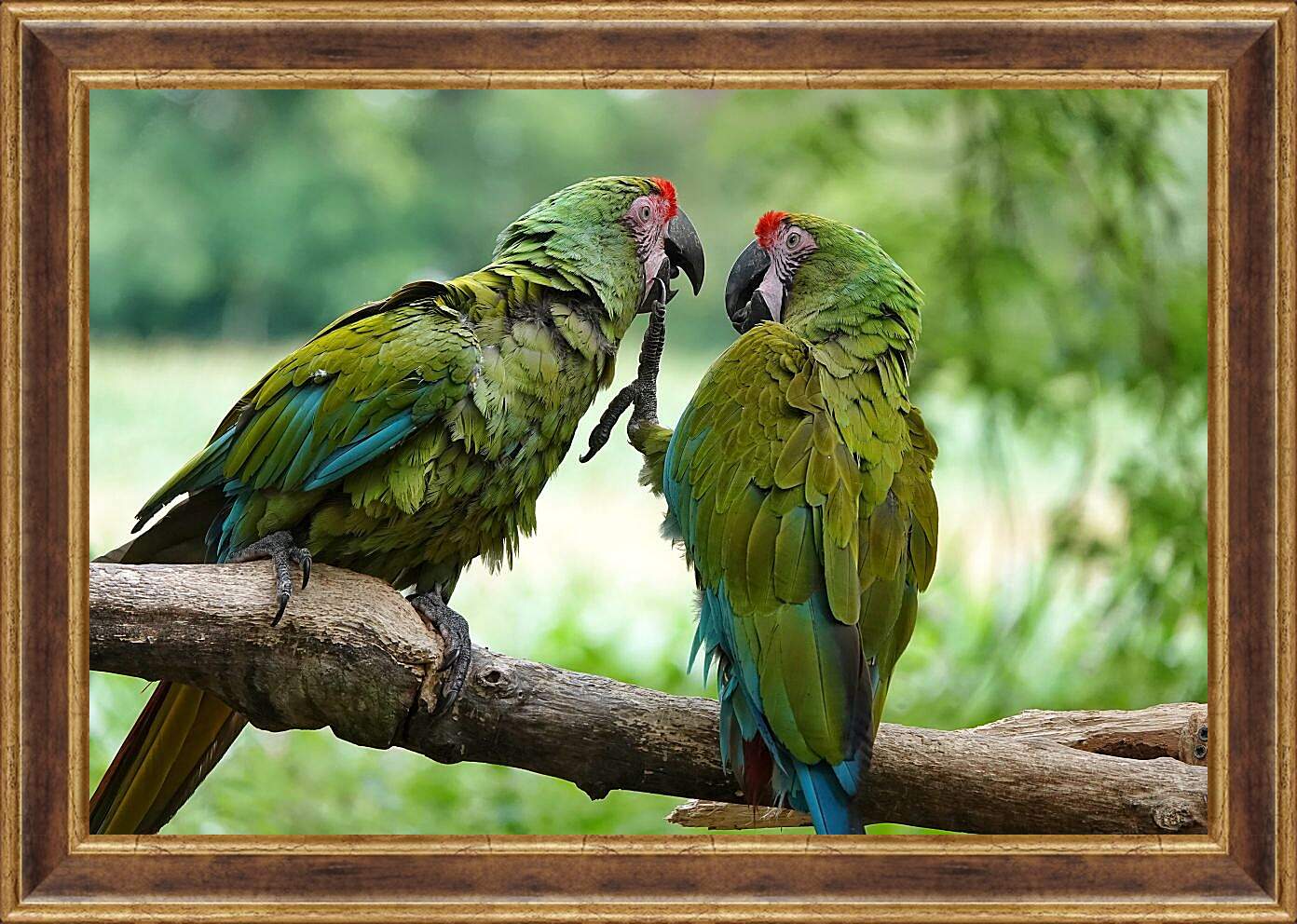 Картина в раме - Два зелёных попугайчика