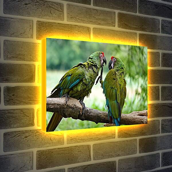 Лайтбокс световая панель - Два зелёных попугайчика