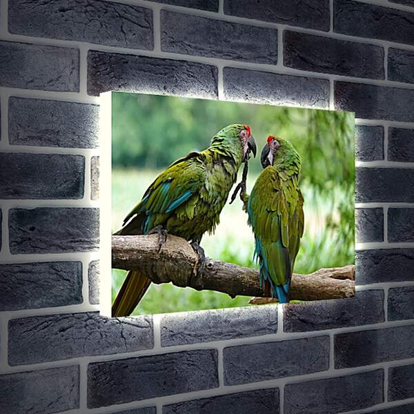 Лайтбокс световая панель - Два зелёных попугайчика