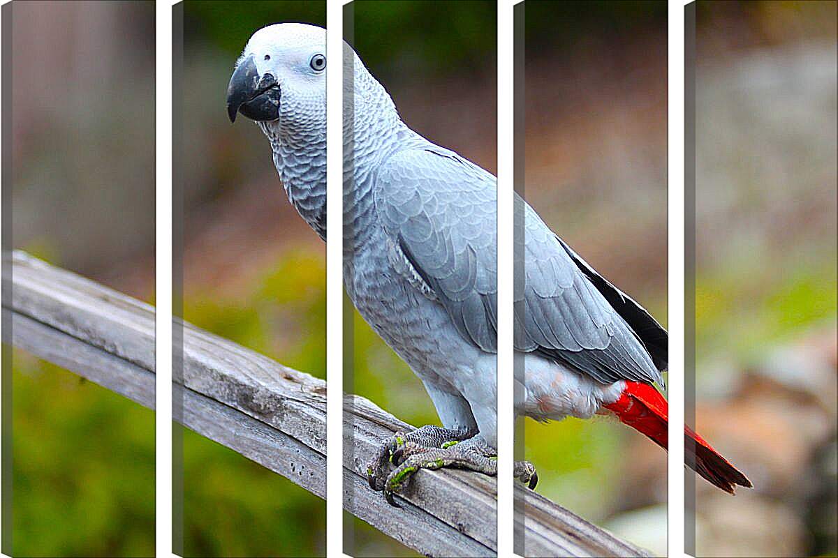Модульная картина - Большой серый попугай