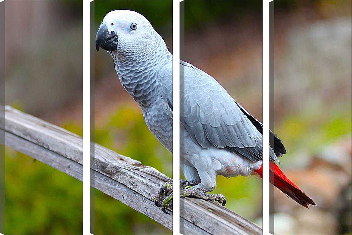 Большой серый попугай. Розово серый попугай порода. Черно бело серый попугай порода. Попугай серый с желтым.