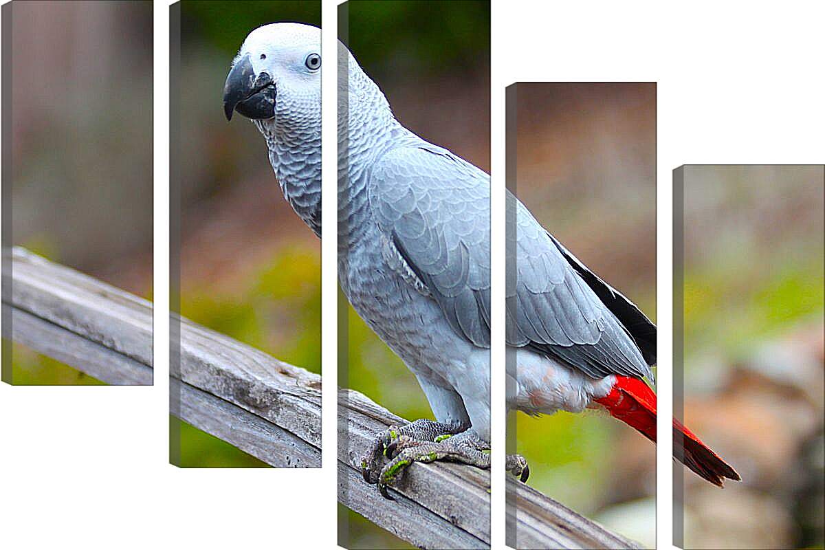 Модульная картина - Большой серый попугай