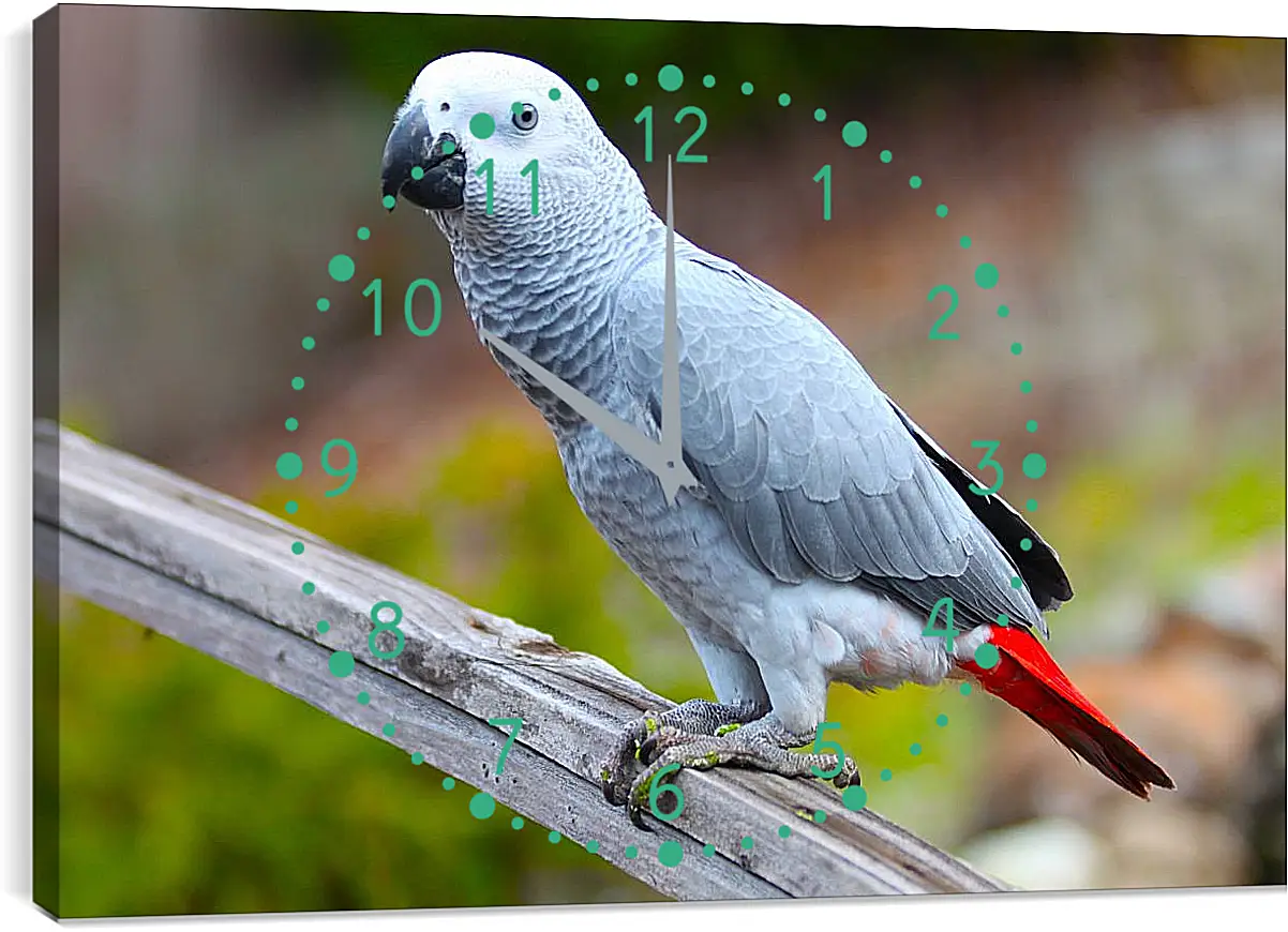 Часы картина - Большой серый попугай