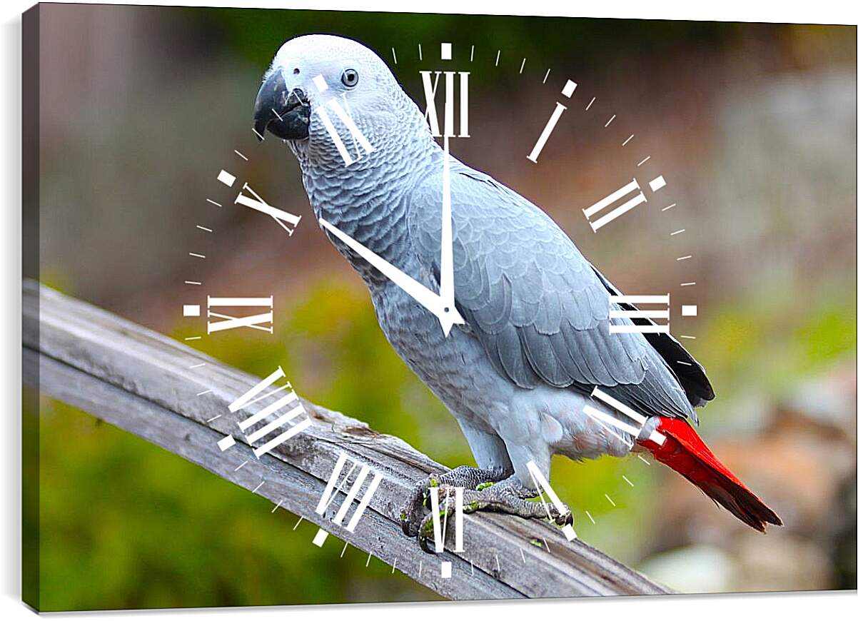 Часы картина - Большой серый попугай
