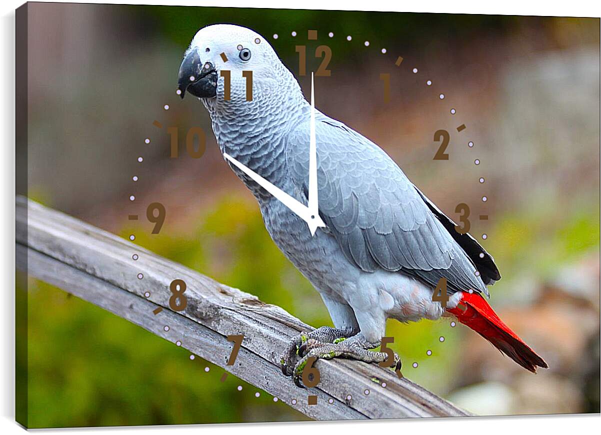 Часы картина - Большой серый попугай