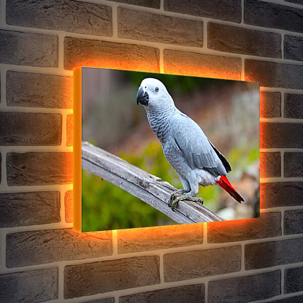 Лайтбокс световая панель - Большой серый попугай