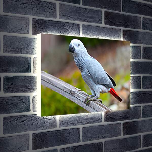 Лайтбокс световая панель - Большой серый попугай