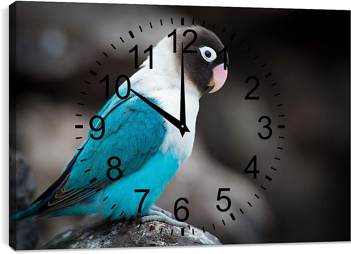 Часы картина - Попугай сидит на камне