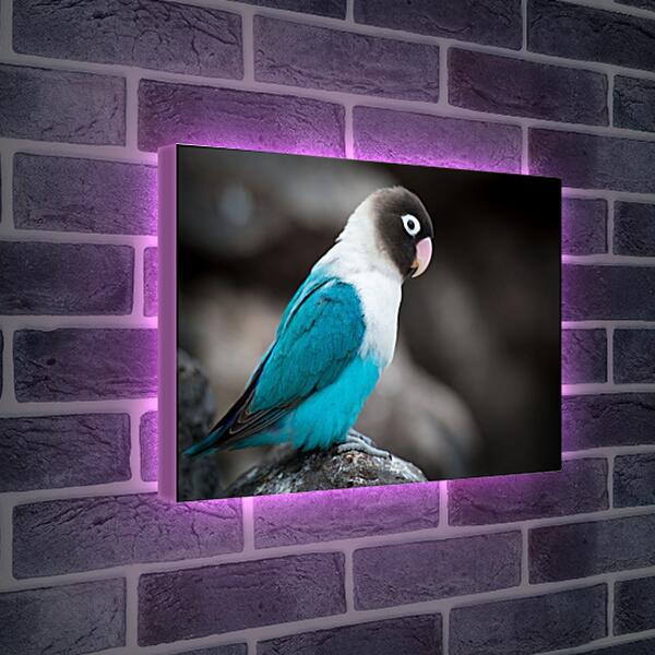 Лайтбокс световая панель - Попугай сидит на камне