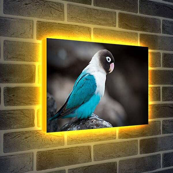 Лайтбокс световая панель - Попугай сидит на камне