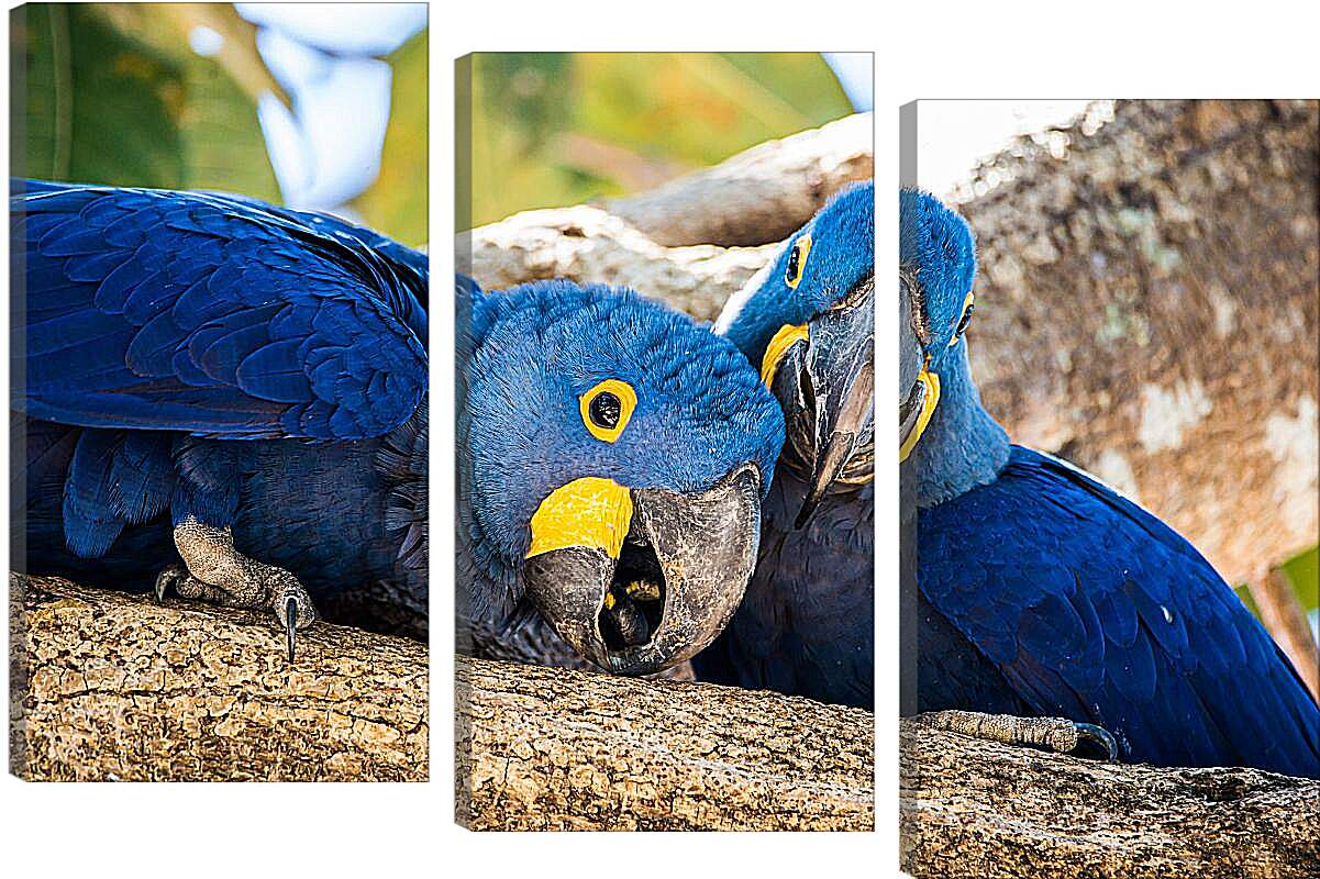 Модульная картина - Два синеньких попугая