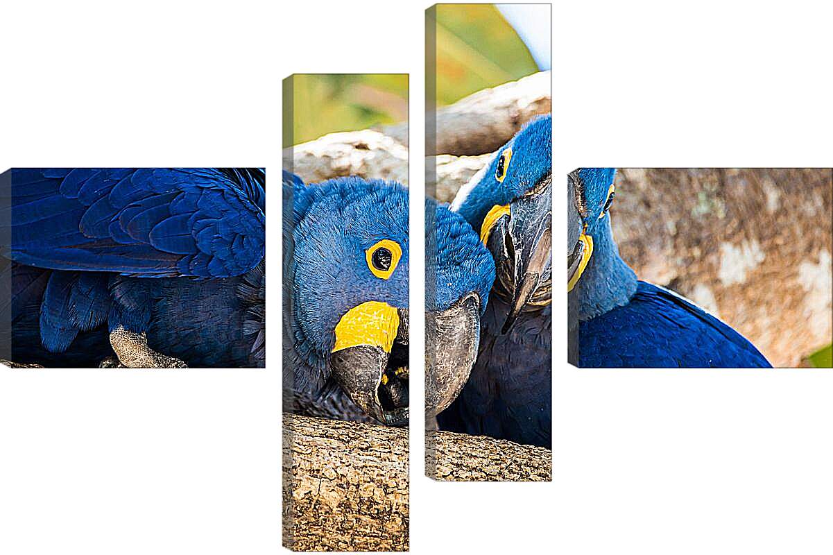 Модульная картина - Два синеньких попугая