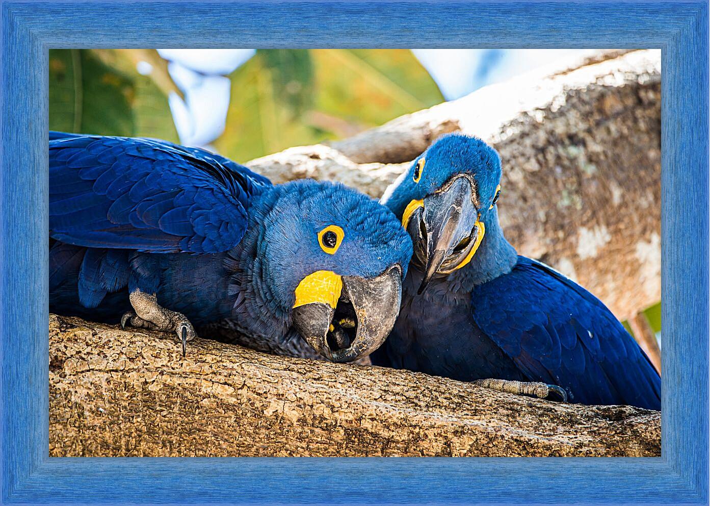 Картина в раме - Два синеньких попугая