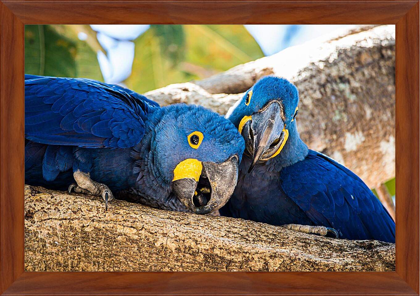 Картина в раме - Два синеньких попугая