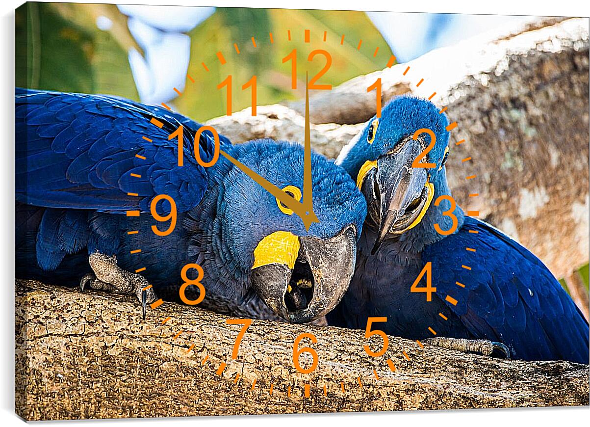 Часы картина - Два синеньких попугая