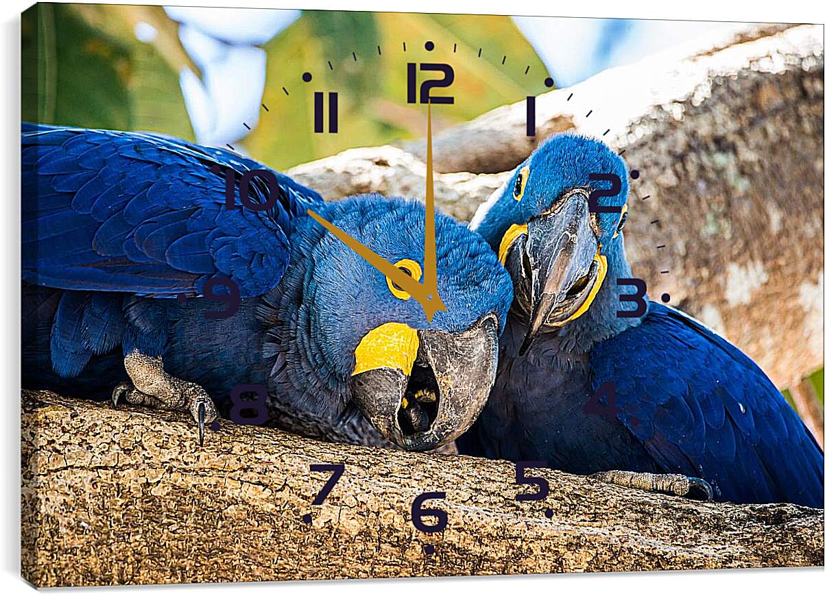 Часы картина - Два синеньких попугая