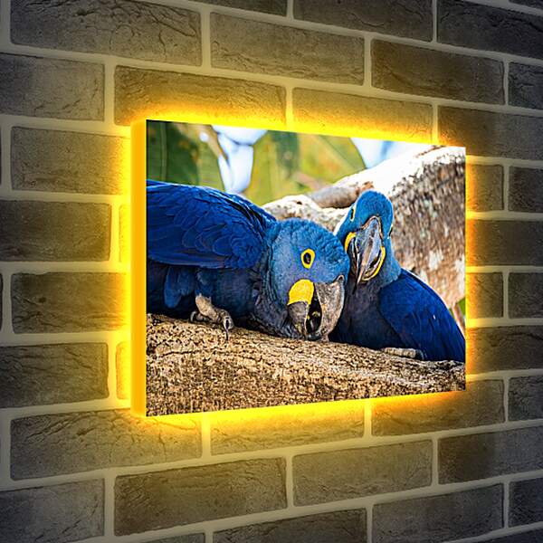 Лайтбокс световая панель - Два синеньких попугая