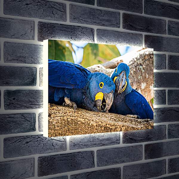 Лайтбокс световая панель - Два синеньких попугая