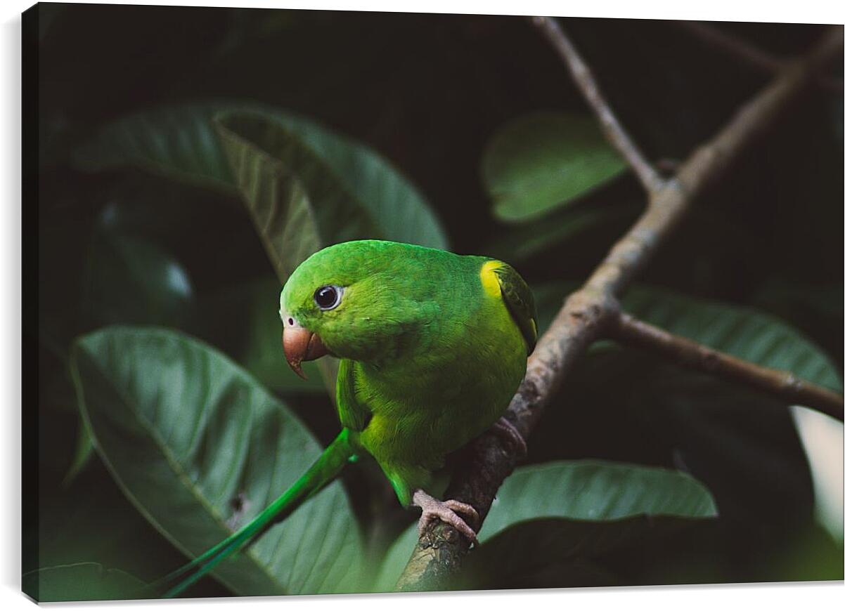 Постер и плакат - Зелёный попугайчик на ветке