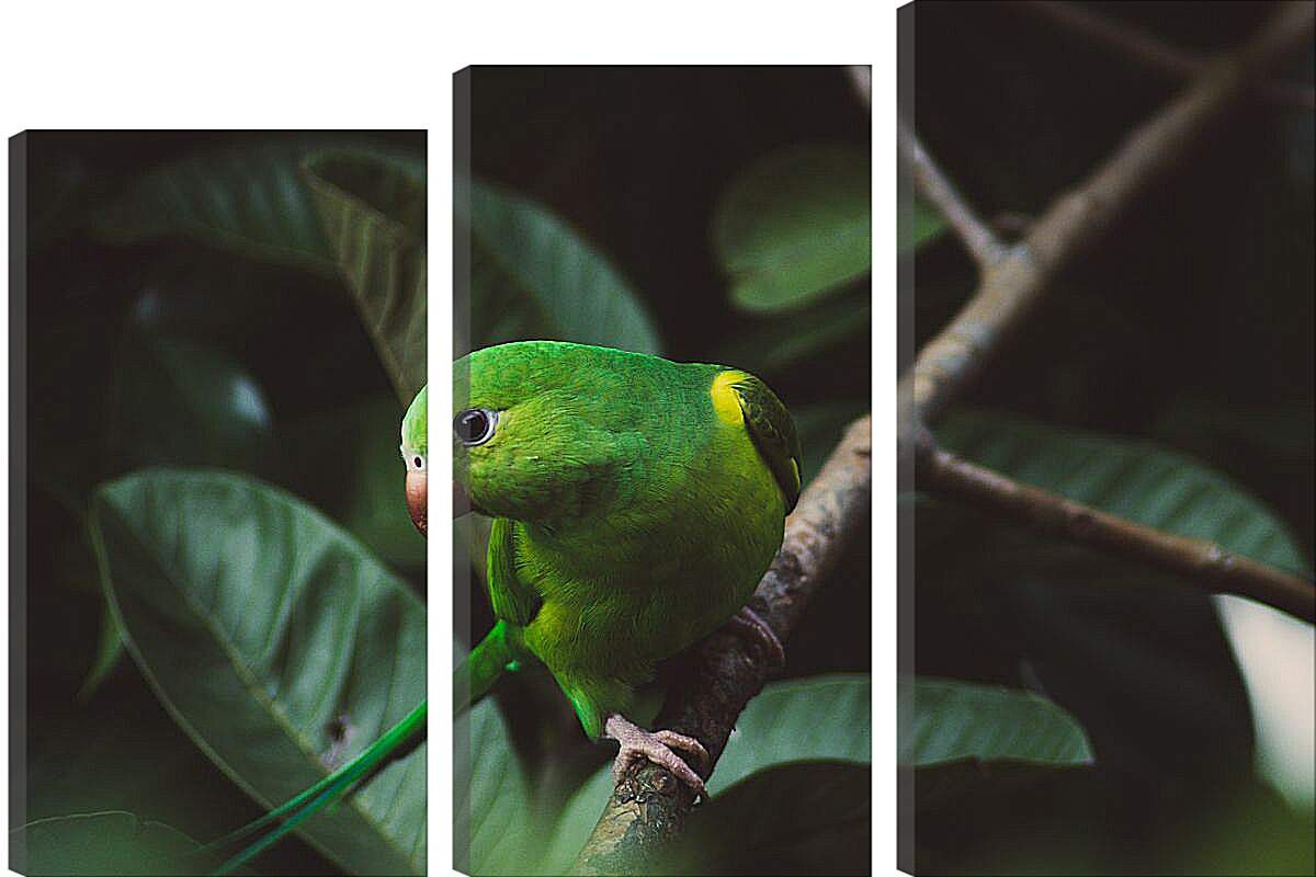 Модульная картина - Зелёный попугайчик на ветке