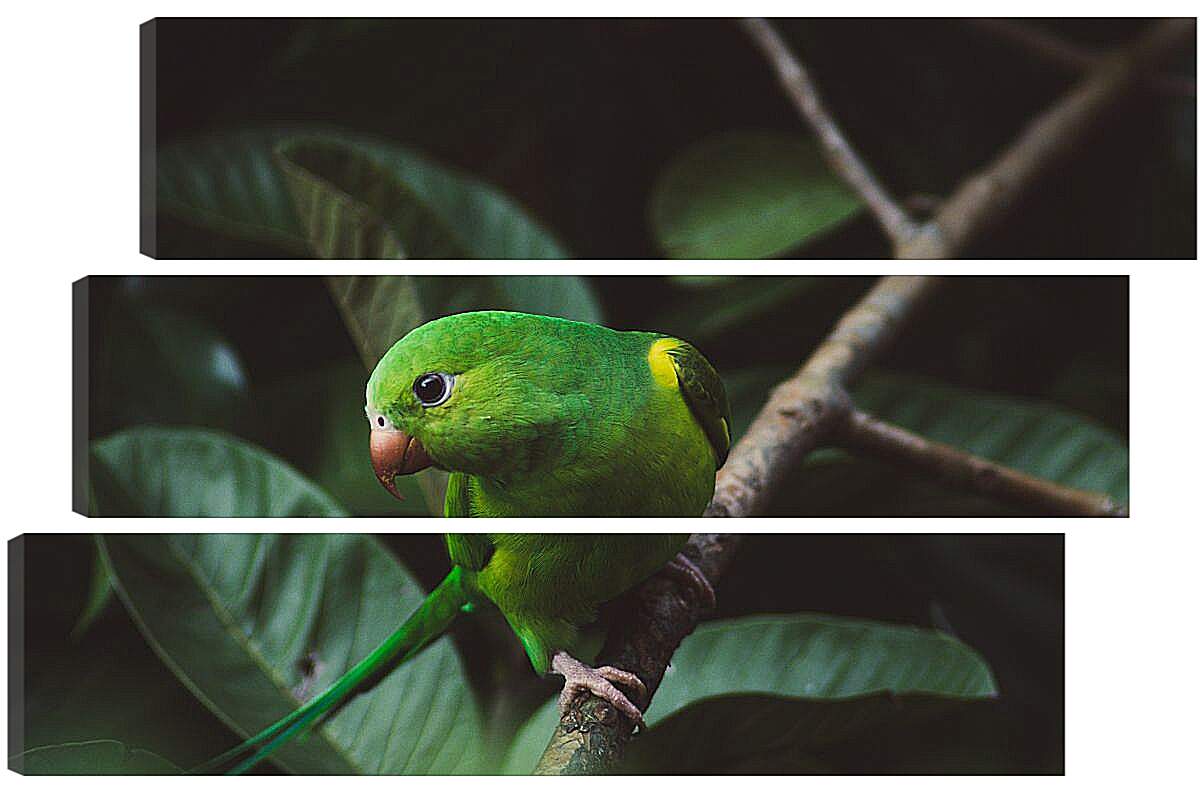 Модульная картина - Зелёный попугайчик на ветке