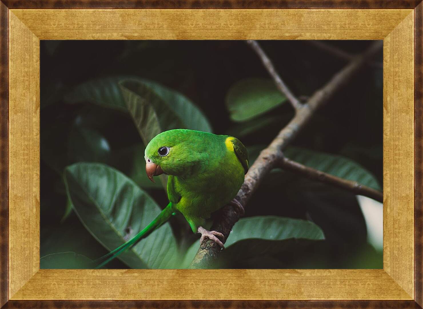 Картина в раме - Зелёный попугайчик на ветке
