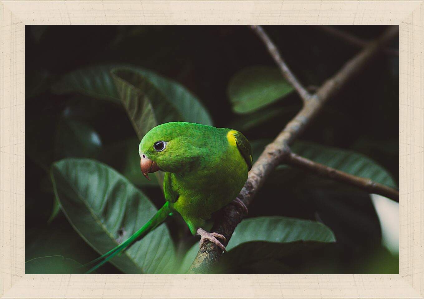 Картина в раме - Зелёный попугайчик на ветке