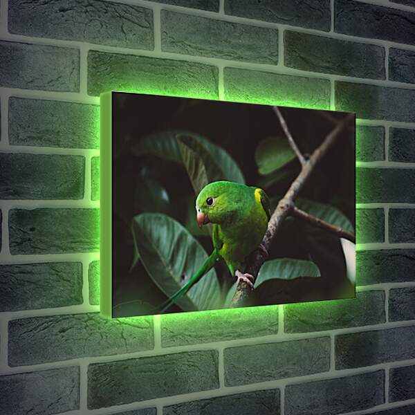 Лайтбокс световая панель - Зелёный попугайчик на ветке