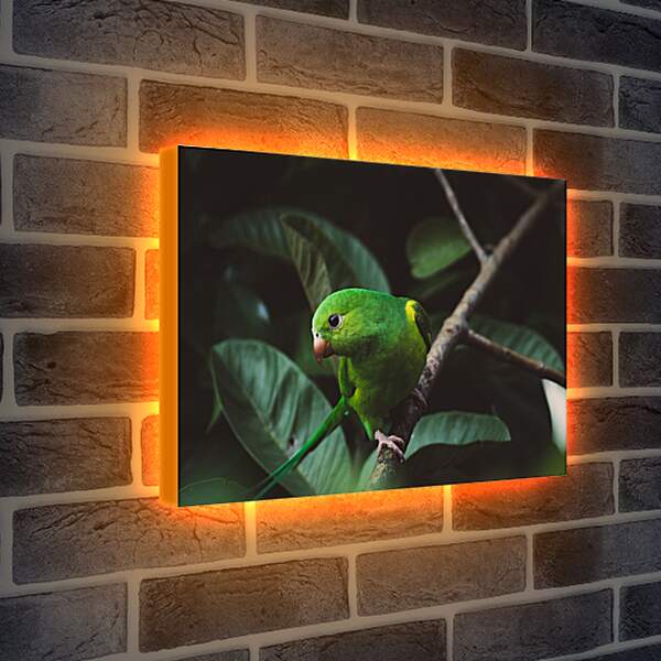 Лайтбокс световая панель - Зелёный попугайчик на ветке