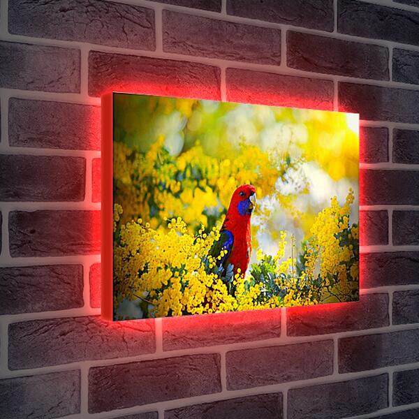 Лайтбокс световая панель - Попугай в цветочках