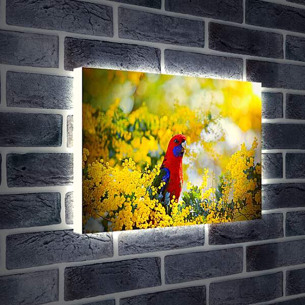 Лайтбокс световая панель - Попугай в цветочках