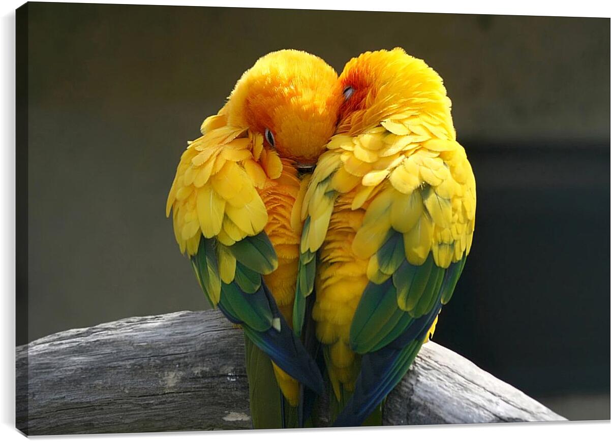 Постер и плакат - Пара жёлтых попугаев