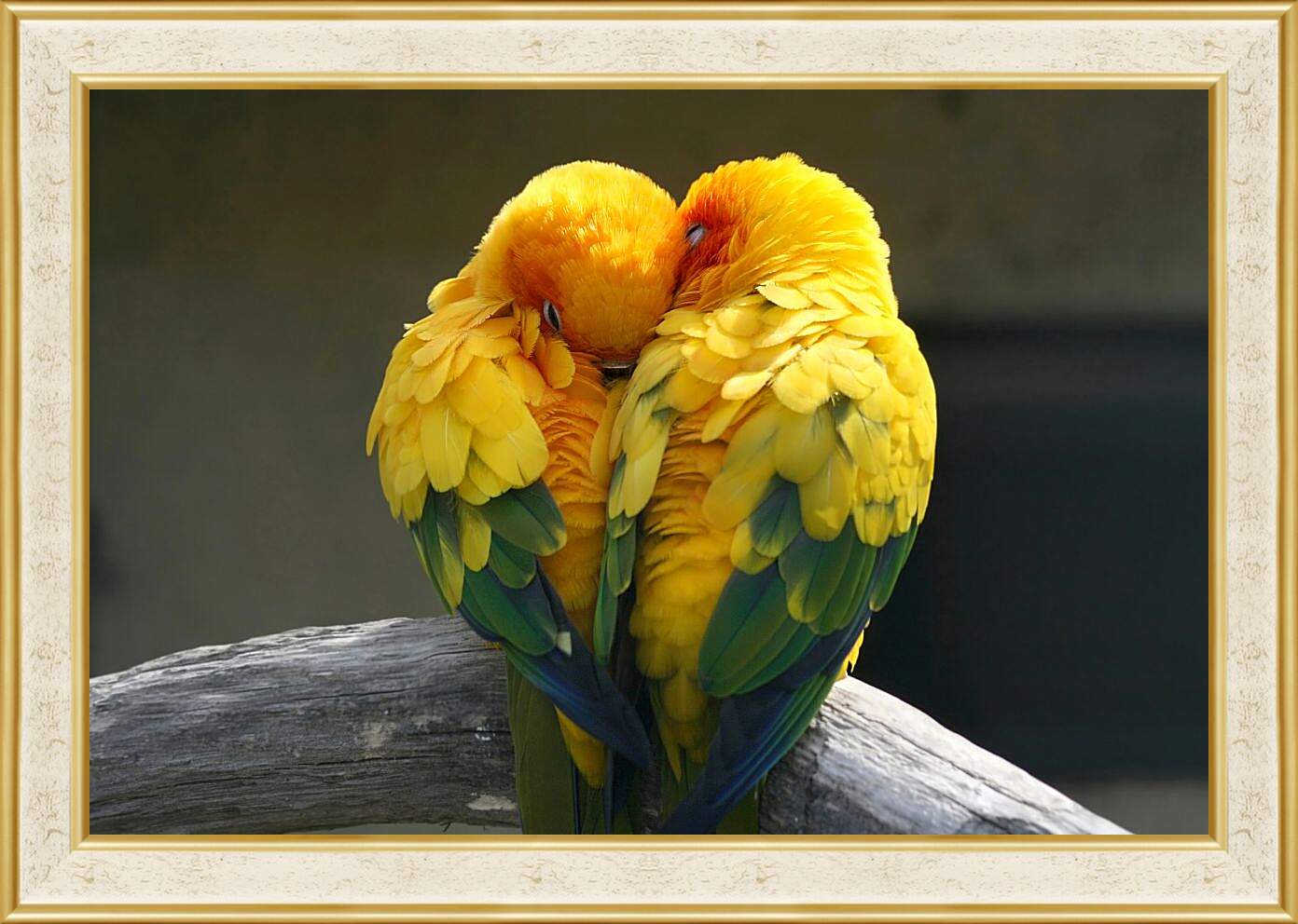 Картина в раме - Пара жёлтых попугаев