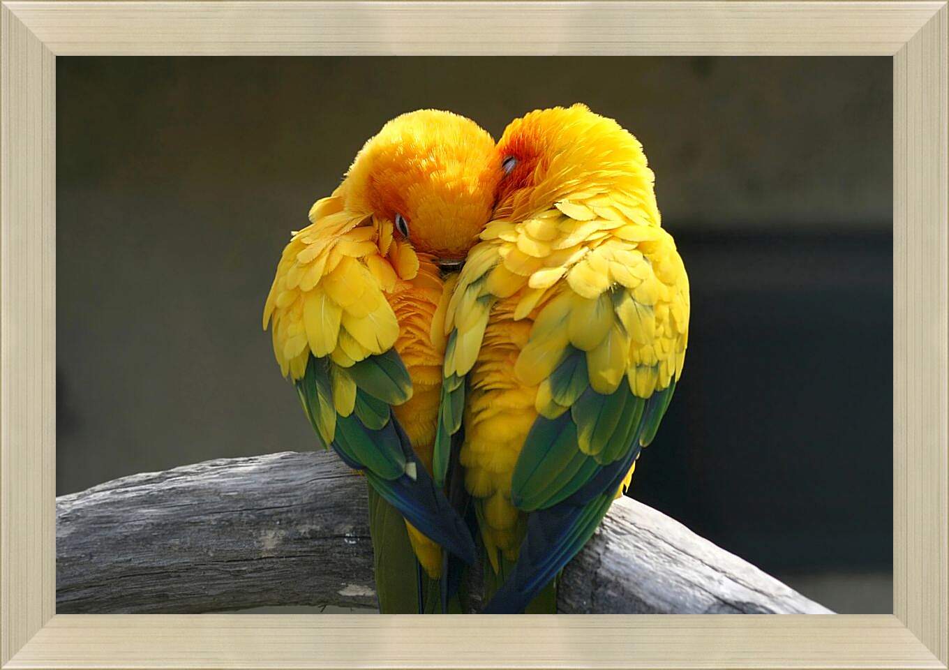 Картина в раме - Пара жёлтых попугаев