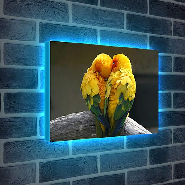 Лайтбокс световая панель - Пара жёлтых попугаев